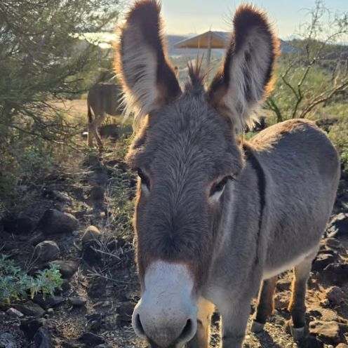wild burro p3.jpg